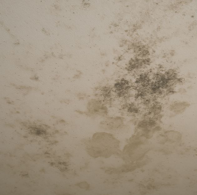 天花板蟲害原因大公開：潮濕、漏水與裝潢材質全解析